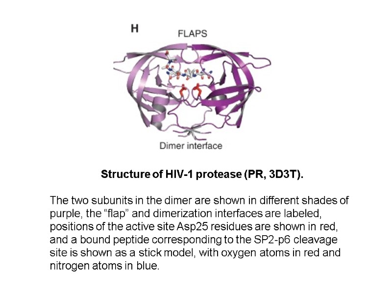 Structure of HIV-1 protease (PR, 3D3T).   The two subunits in the dimer